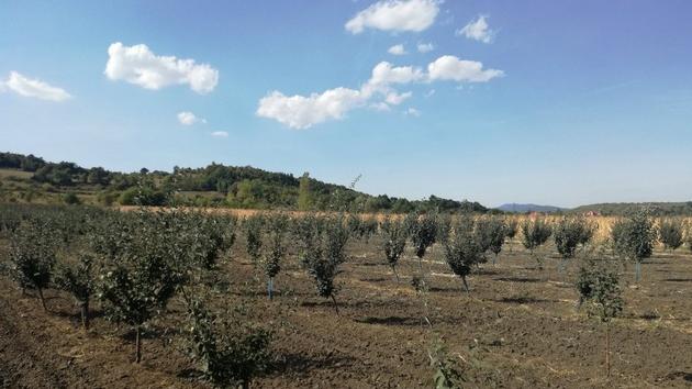 naselje Mala Jasikova kod Zaječara