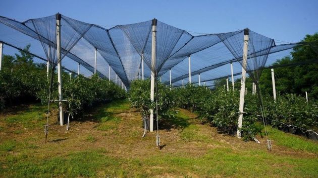 Plantaže i prerada borovnica Zlatna bobica Brežđe Mionica